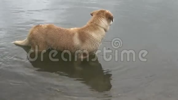 狗从水里出来了视频的预览图