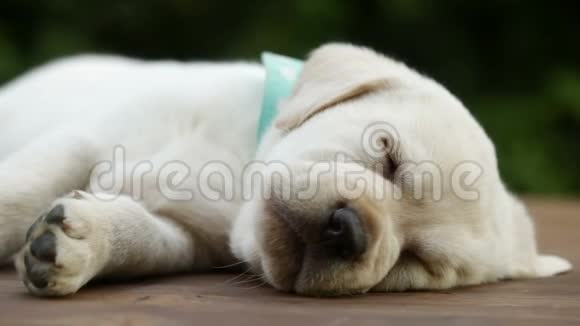 可爱的拉布拉多小狗在木制表面睡觉视频的预览图