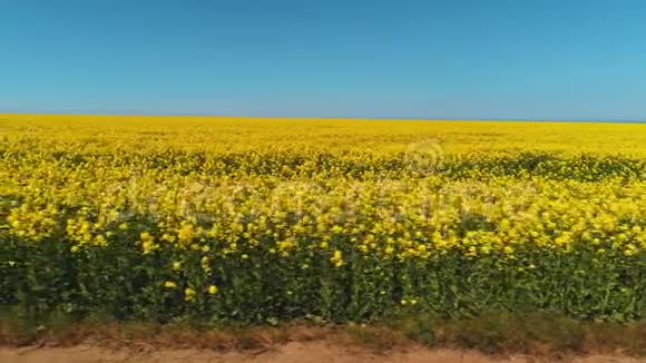 在温暖的夏天美丽的田野上长满了一排排鲜艳的油菜花靠近蓝天的乡间小路视频的预览图