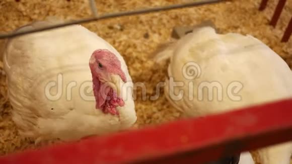 一只宽胸的白色火鸡在一个县集市的摊位上视频的预览图