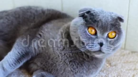 大眼睛的英国猫视频的预览图