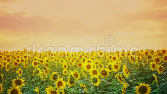 充满活力的向日葵背景是橙色的日落农场里盛开的向日葵夏季闪亮的场景视频的预览图