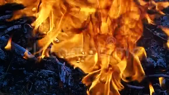 篝火视频的预览图