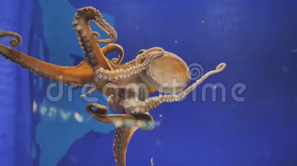 章鱼在水族馆的玻璃上爬行视频的预览图