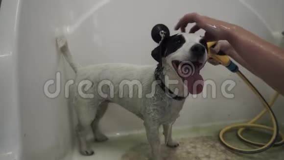 新郎把洗发水从狗身上洗掉视频的预览图