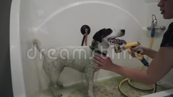 杰克罗素梗正在洗澡视频的预览图