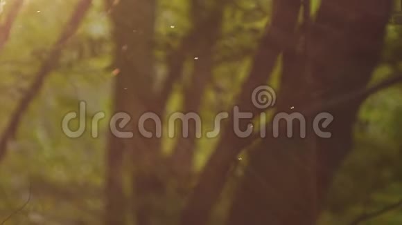 阳光阳光透过野生热带森林的树叶和树木4k慢动作视频的预览图
