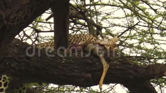 豹吃树上的猎物视频的预览图