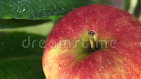 红色成熟苹果水视频的预览图