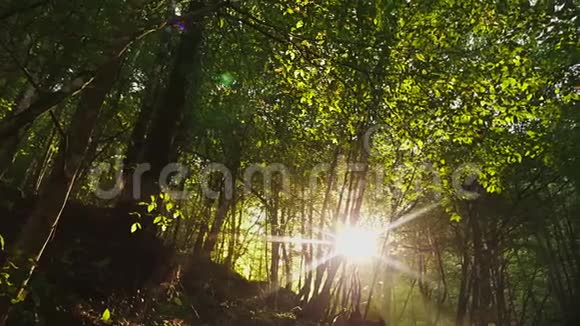 阳光阳光透过野生热带森林的树叶和树木4k慢动作视频的预览图