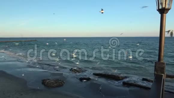 海鸥在蔚蓝阳光的天空中飞翔海鸥在飞翔中捕捉面包视频的预览图