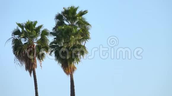 棕榈树在微风中摇曳视频的预览图
