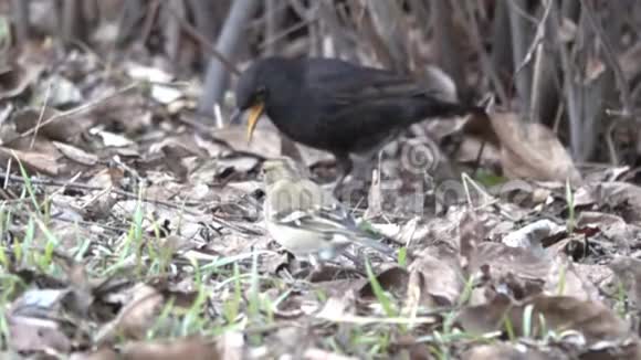 黑鸟雄鸟在枯叶中觅食视频的预览图