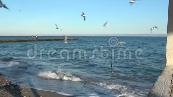 海鸥在蔚蓝阳光的天空中飞翔海鸥在飞翔中捕捉面包视频的预览图