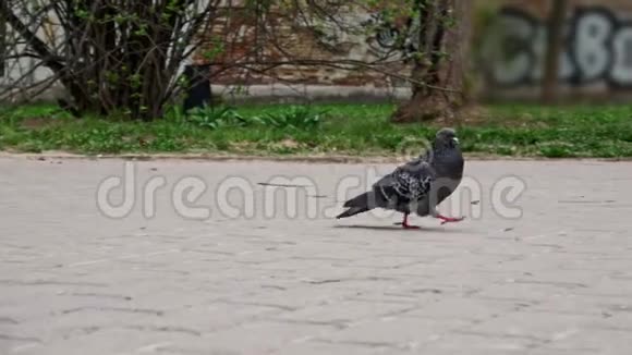 鸽子正沿着路走寻找食物视频的预览图