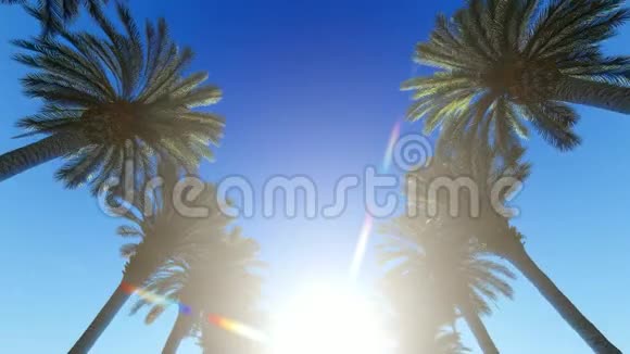 明亮阳光下的棕榈巷底景视频的预览图