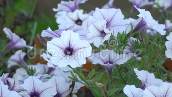 白色和紫色条纹矮牵牛花在风中园花美丽特写变焦视频的预览图