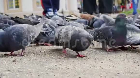 鸽子在广场上飞来飞去人们喂鸽子视频的预览图