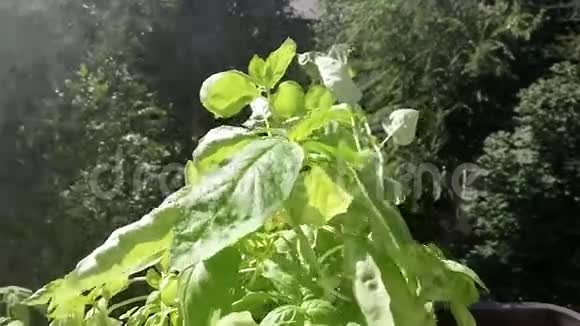 雨在绿色沙拉上视频的预览图