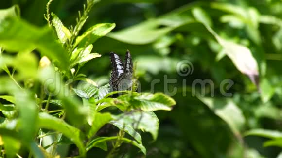 夏天花园里绿叶上的蝴蝶蝴蝶坐在公园里的绿叶夏日植物上视频的预览图