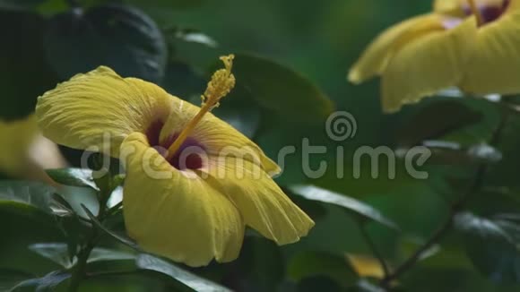 黄色的花蕾在夏天的花园里盛开着鲜花盛开的花园里开着黄色的花视频的预览图