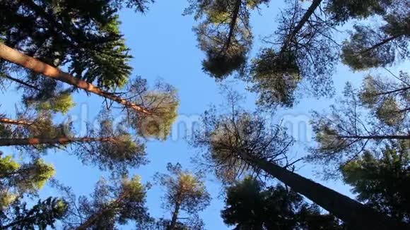 从低角度看树木中的风视频的预览图