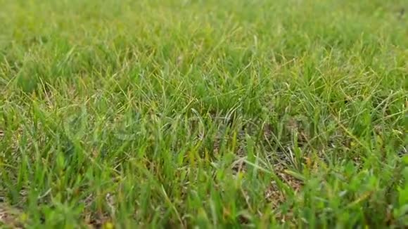 夏天公园的青草摄像机在草坪上缓慢移动作物生产和娱乐视频的预览图