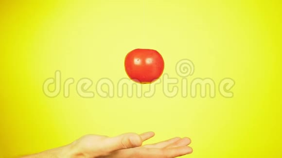 新鲜的西红柿落在一个人手上滴水营养的概念在黄色背景上隔离视频的预览图