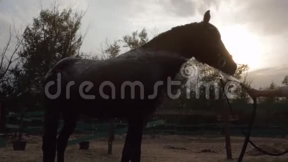 骑士洗马一匹漂亮的纯种马站在背景夕阳下动物护理马的概念视频的预览图