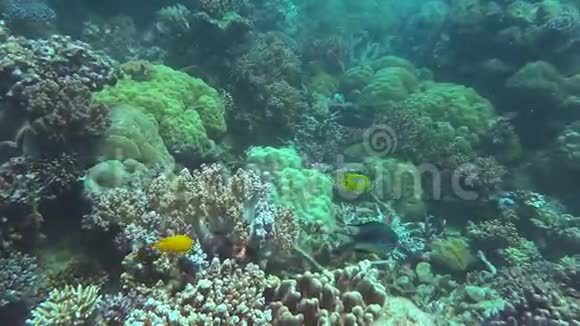大堡礁上的软石珊瑚视频的预览图