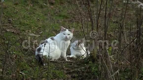 漂亮的猫猫坐在院子里仔细地环顾四周视频的预览图