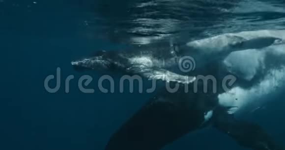 座头鲸小牛与母水下海洋的特写巨大平静的海洋家庭生活与和谐视频的预览图