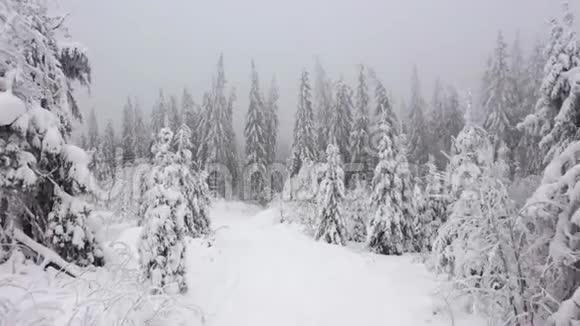 在冬天雾蒙蒙的天气里飞过一片冬仙林以不同的速度拍摄正常和加速视频的预览图