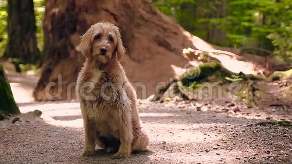 一只可爱的拉布拉多狗耐心地坐在森林散步的小路上视频的预览图