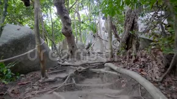 丛林中的小径视频的预览图