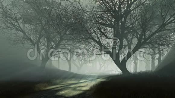 在雾蒙蒙的黄昏4K径入黑暗神秘森林视频的预览图