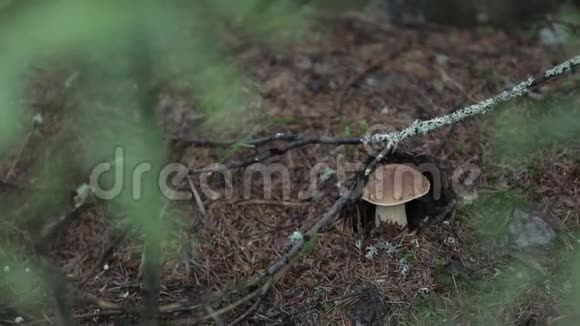 蘑菇放在森林里的松林下视频的预览图