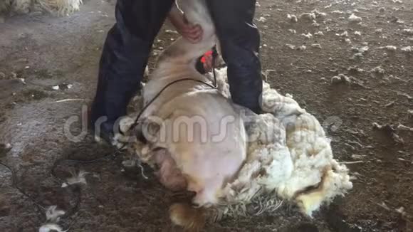 牧羊人在谷仓里剪羊视频的预览图