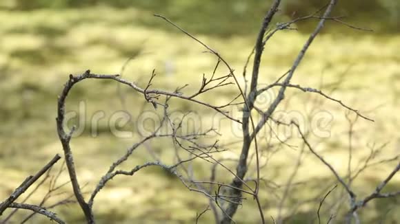 秋天没有叶子的树枝在绿草的背景上视频的预览图