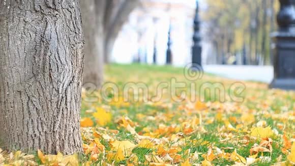 五彩缤纷的小巷在秋天的公园里有路灯树叶正在飘落狂风把枫叶吹走了慢动作视频的预览图