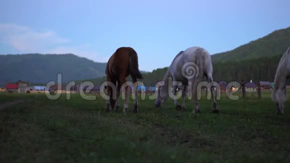 马在村子附近的草地上放牧视频的预览图