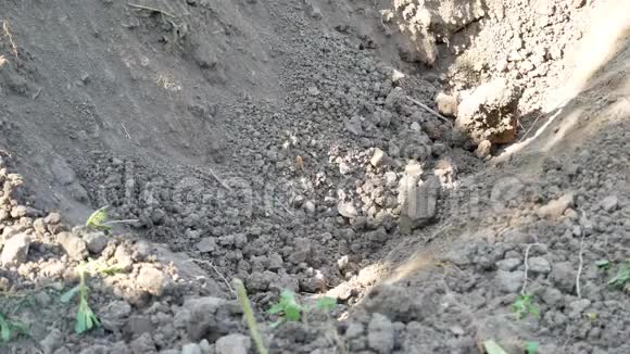 农夫在花园或田里用铲子挖春土视频的预览图