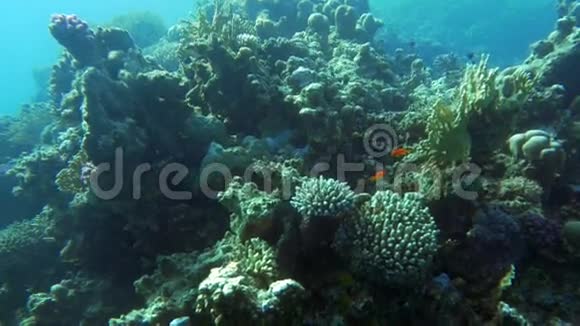 带珊瑚礁和鱼类的海底生物视频的预览图