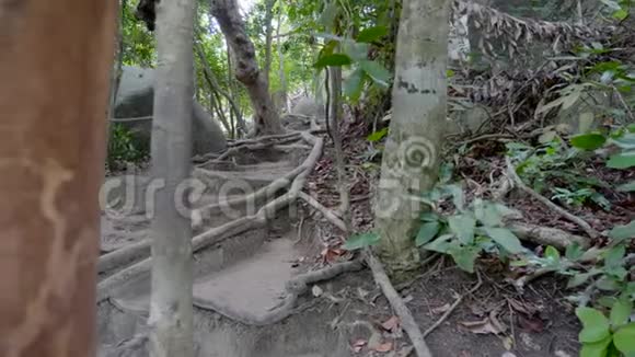 丛林中的小径视频的预览图