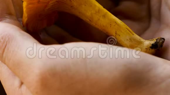 一个女孩手里拿着一个令人开胃的金灿灿的红一种典型的阿尔卑斯山蘑菇视频的预览图