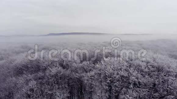 数百公顷积雪覆盖的冬季森林视频的预览图