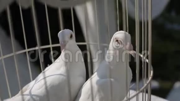 婚礼前一个阳光明媚的日子白鸽被关在笼子里视频的预览图