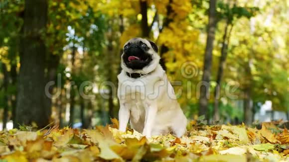 在阳光明媚的秋林里可爱而有趣的小狗坐在黄叶上视频的预览图