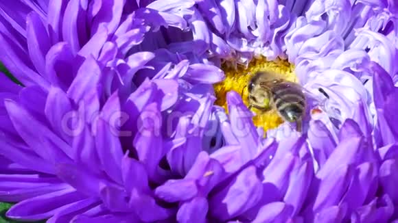 蜜蜜蜂收集紫色米迦勒玛雏菊或紫星花的花粉视频的预览图