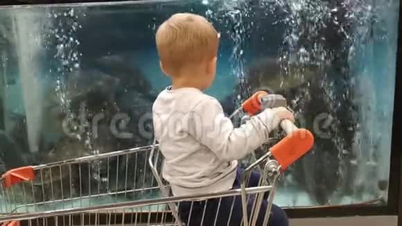 小男孩看着超市里水族馆里的鱼视频的预览图